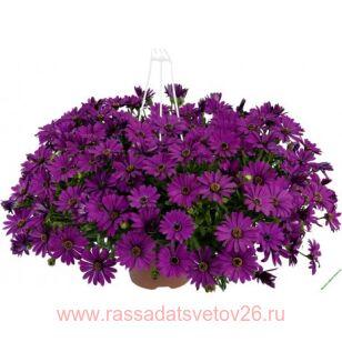 ������������ ��������� Erato Basket Purple 5
