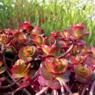 Седум ложный Purpureum Winter