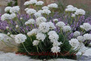 ������� ���������� Morning Star White 11