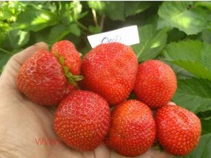 �������� ������� (Moscova) 7