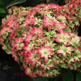   Magical Farfalla ( ) 47