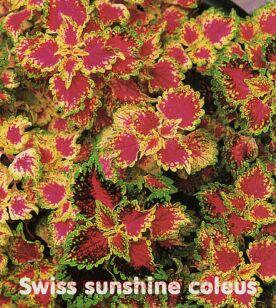 ������ ��������� Swiss Sunshine (����������� ������) 225