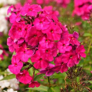 Флокс метельчатый Younique Old Cerise 55