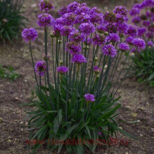 Армерия ложноармерия Ballerina Purple 4