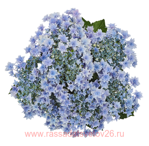 Гортензия крупнолистная Floria Blue 81