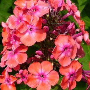 Флокс метельчатый Spitfire 86