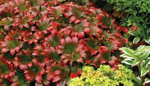 Мукдения росси Karasuba