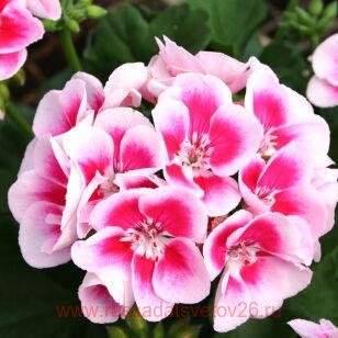 Пеларгония зональная PAC® Flower Fairy® WHITE SPLAS 132