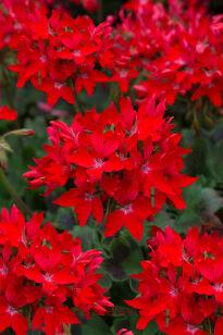 Пеларгония пестролистная SUMMER TWIST RED 106