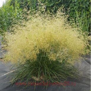 Щучка дернистая Tardiflora 27