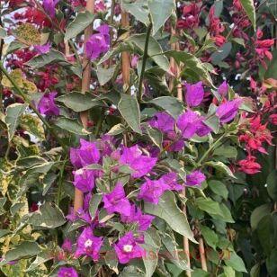 Бугенвиллия Glabra Lila variegata 31