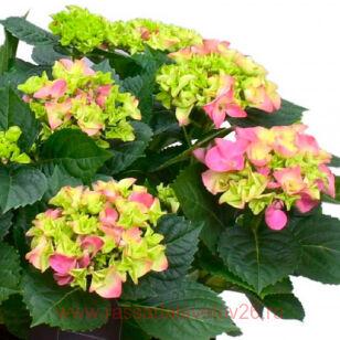 Гортензия крупнолистная Hi Sweet Sugar'PBR 164