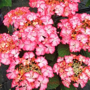 Гортензия крупнолистная French Cancan Rose 155