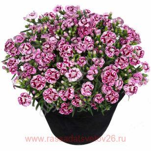 Гвоздика Sunflor® Charmy 48