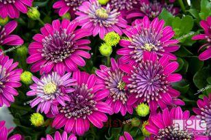 Остеоспермум Summertime Double Purple Explosion 61