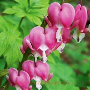 �������� ������������ Valentine 1