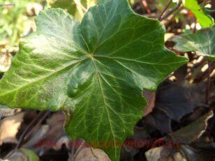 Плющ обыкновенный Green Man' 32