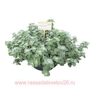 Гелихризум LAN SILVER 3