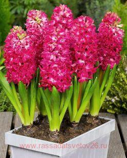 Гиацинт Hyacinthus Jan Bos 4