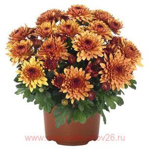Хризантема крупноцветковая Chrystal Bronze Bicolor® 32г