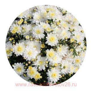 Хризантема мультифлора Sunbeam White 8м