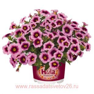 Калибрахоа Hula Soft Pink 7