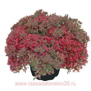 Седум Sedum Rocky 58
