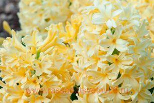  Hyacinthus Yellowstone 7