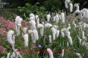 Кровохлебка тонколистная 2