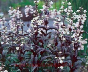 Пенстемон Мистика Лавендер Пинк