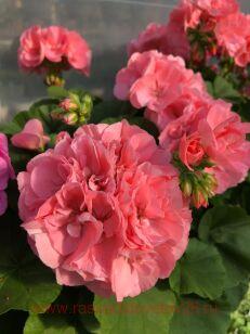 Пеларгония Calliope Large Salmon 119