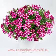Петуния AMORE Joy 45
