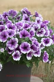  Bonnie Pink Picotee 251