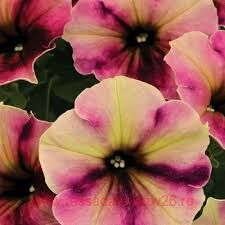  Crazytunia Blackberry Cheesecake 258