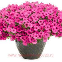  Mini Vista Hot Pink 135