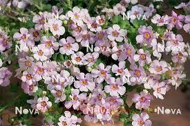  SCOPIA GULLIVER BLUSH 11