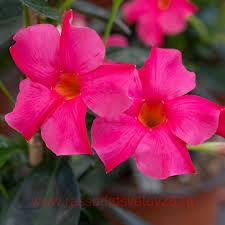  SUNDAVILLE EARLY PINK 21