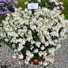  DIASCIA TRINITY GRACE 1