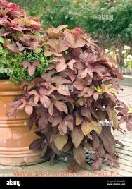  Sweet Caroline Cooper 4