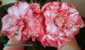  Fist strdust slmn 63