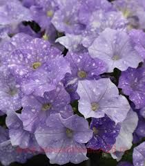  Constellation Orion 30