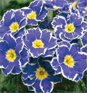 Примула SPECIALS Sparky Blue 58