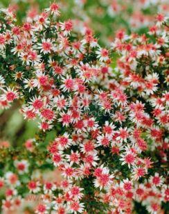 Астра бокоцветковая Принц 1