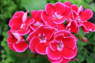 Пеларгония зональная Toscana Castello Rose Eye 2