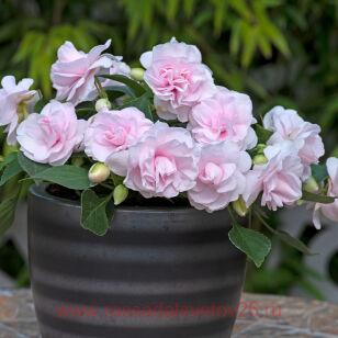 Бальзамин GLIMMER Appleblossom 5