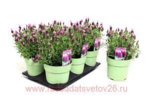 Лаванда FANTASI Early Pink 4