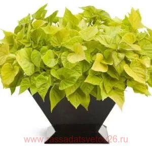 Ипомея Marguerite (зел.сердце) 33