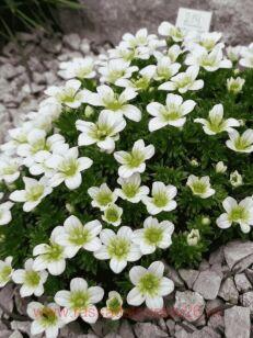 ���������� ������� Saxony White 21