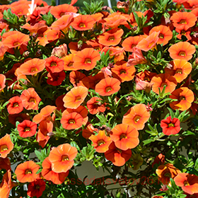 Калибрахоа Colibri Orange