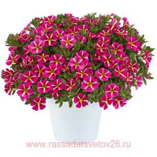 Калибрахоа COLIBRI Pink Bling 71